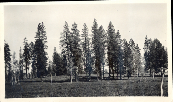 Meadow in New Meadows with conifers and aspens