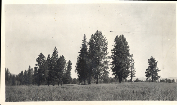 Meadow in New Meadows with conifers