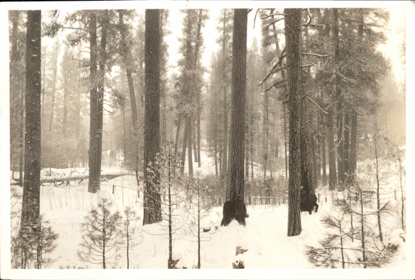 Four people in snowy Yellow Pine forest, showing size of pines?