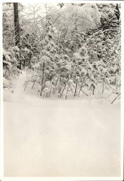 Saplings with snow load