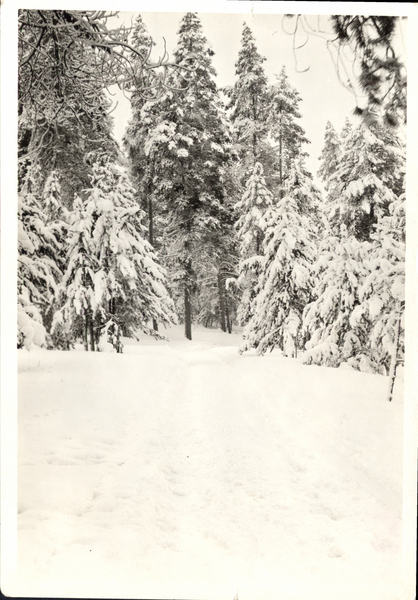 Snowy forest