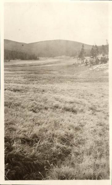 Meadow in summer