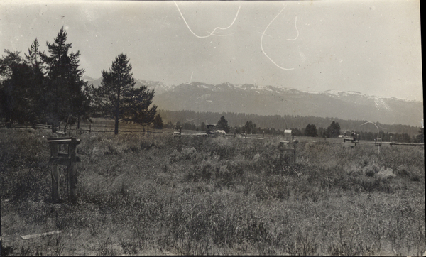 Original postcard of pastoral summer scene