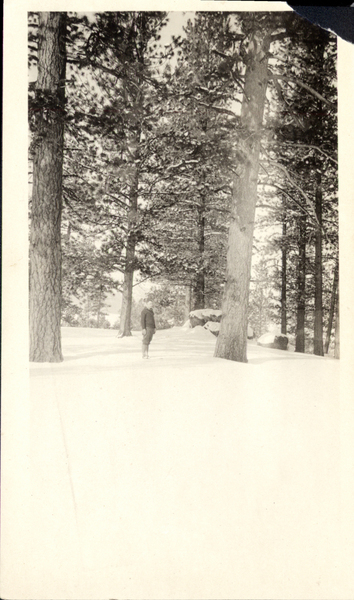 Man snowshoeing in snowy Yellow Pine forest