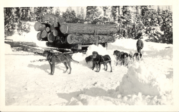 Original postcard of a dog sled team in the winter with large logs in the background