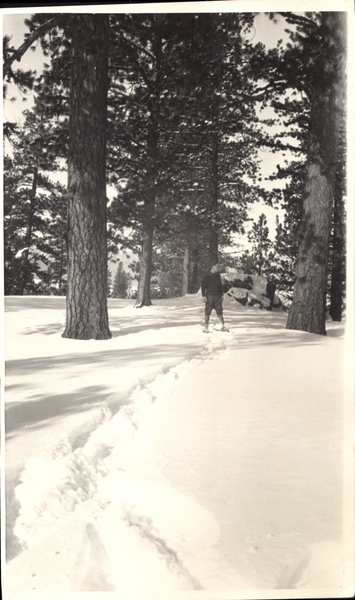 Large pines in view, as well as a man standing in the center traveling through the snow with snowshoes