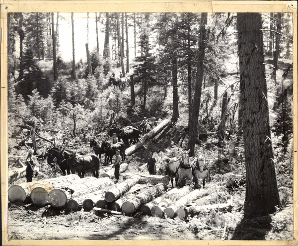 View of crews of men and horses loading logs