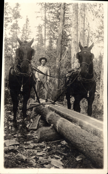 Man standing on logs while holding the reigns to two horses