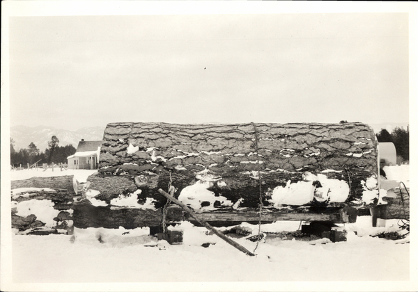 Large snow covered log on a platform