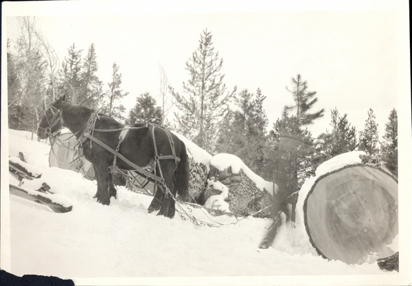 Percheron team with a huge log in the snow