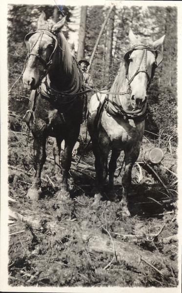 Man smoking a pipe with a two-horse team