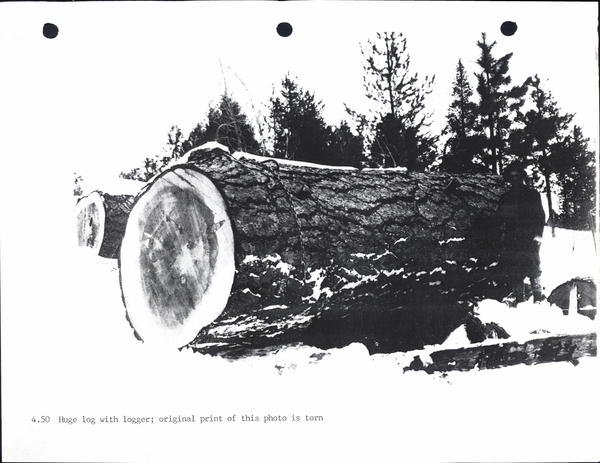 Photocopy of hug log with logger, original print of this photo is torn. Image contains the text: "4.50 Huge log with logger original print of this photo is torn"