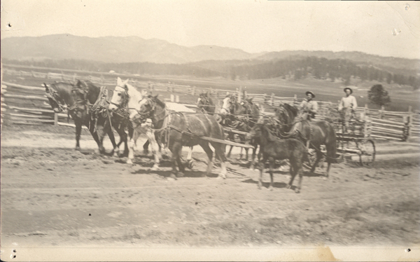 Original postcard of a eight-horse team harnessed four abreast