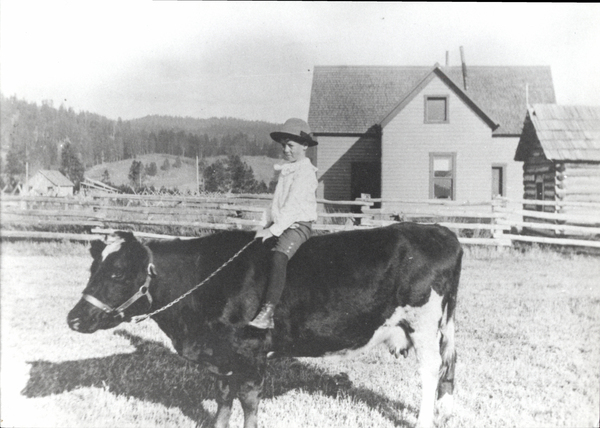 Original  photograph of a young boy riding a cow