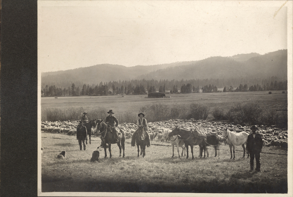 Sheep herd, herders mounted on horseback, and dogs in Long Valley