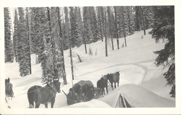 Original postcard of “Carl carrying mail” with team and sled