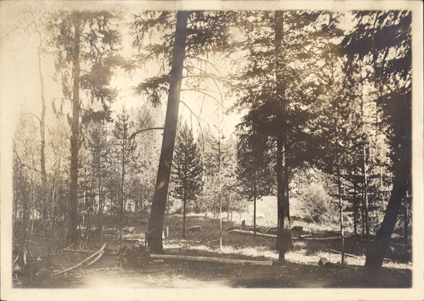 Sheep grazing in the forest