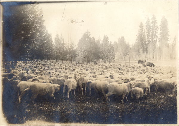 Attached to a piece of black construction paper with a flock of sheep and a herder on horseback