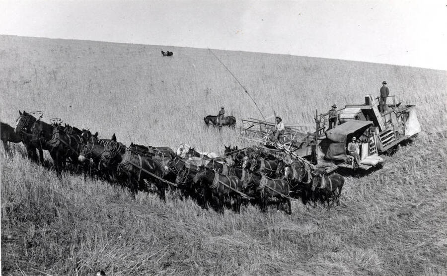 Horsepower combine harvesting wheat near Waitsburg, Washington. Early 1900s. Picture courtesy Robert McKown.