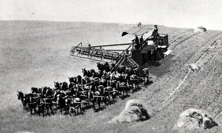 Forty mules pulling combine on the hills of eastern Washington. Copied from a color postcard mailed to Mrs. Hurbert Sclicht of Colton, Washington. Postmarked December 2, 1910.