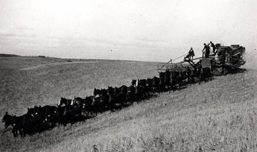 Thirty-three mules pulling combine on the Fred Hampton ranch near Genesee on September 19, 1916. Frank Green, driver.
