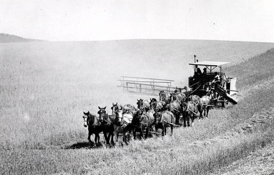 Naylor combine outfit harvesting wheat about three miles north of Moscow on east side of Highway 95. Combine is pulled by horses and the combine powered by gasoline engine. Both the above pictures [90-6-099 and 90-6-100] taken in the 1930s.