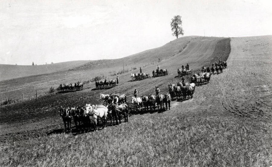 Luard Gilmore 68-horse outfit, plowing, harrowing, seeding, and harrowing. Also shows team on wagon hauling seed grain for grain drills. Picture 1915. Field about one-and-one-half miles northwest of the Potlatch "Y."