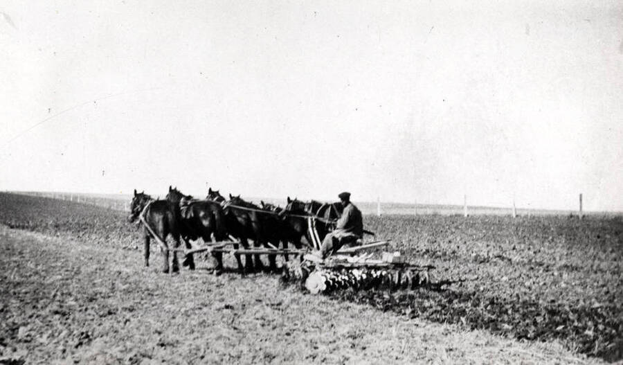 John Gibbs driving six horses abreast pulling a double disc on the Gibbs farm near Genesee in the 1920s.