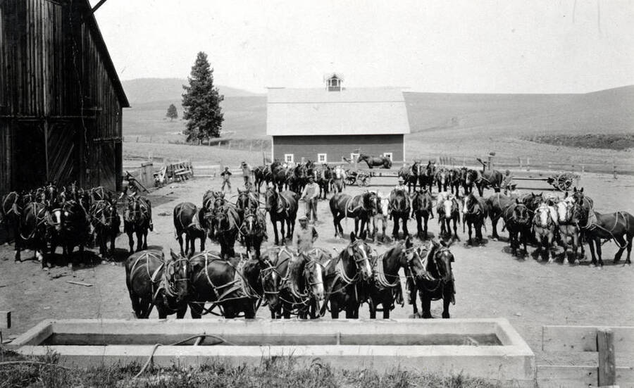 Luard Gilmore barnyard scene northwest of the Potlatch "Y" and north of the Freeze Cemetery in 1915. Today (1976) this place is known as the Rohn farm.