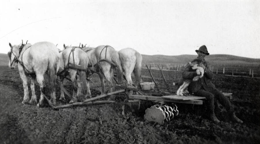 Bill Mortensen driving four horses pulling a double disc on the Andrew Mortensen farm near Blaine in 1915.