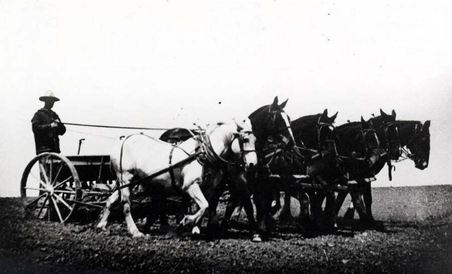 Six horses pulling grain drill. Picture from the McConnell Mansion [Latah County Historical Society], no identification.