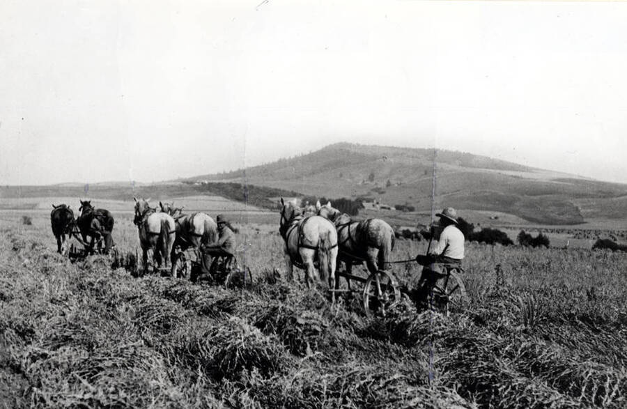 Swathing peas on the Pete Olson farm southeast of Moscow early 1900s. Left to right: Arthur (Shorty) O'Connor, George O'Connor, Fred Lewis; Tomers Butte in background.