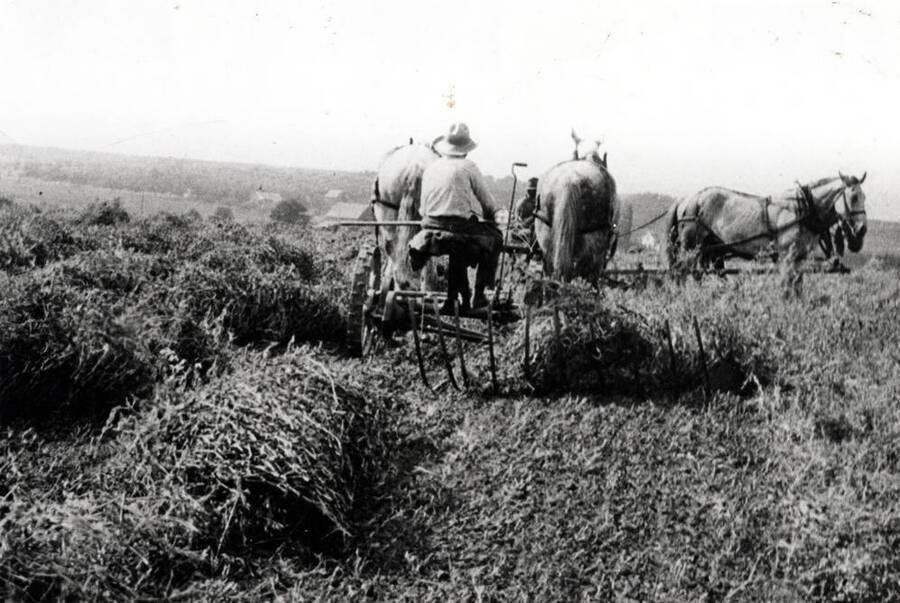 Swathing peas on the Pete Olson farm southeast of Moscow early 1900s. George O'Connor has turned the corner and Fred Lewis approaching. Looking north.