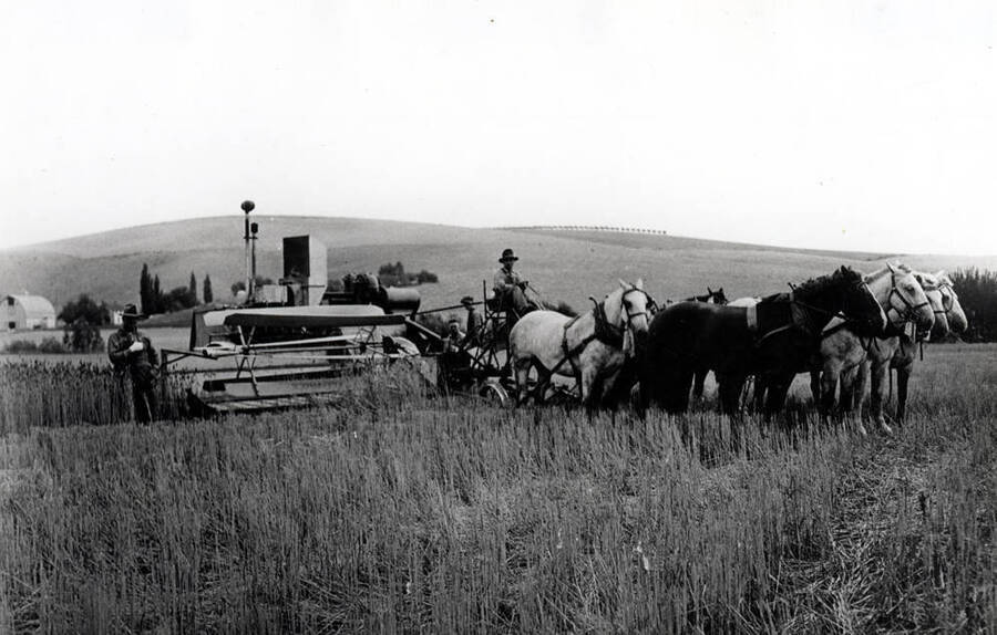 Combining wheat on the George O'Connor farm north of the South Palouse River about 1922. George at left and Edgar Clairy, the driver. Farm located in Township 39N, Range 5 W. 240 acres northeast corner of Section 20.