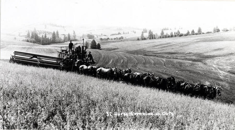 Thirty-two horses pulling gasoline engine-powered combine harvesting oats northeast of Moscow early 1940s. Picture by Hodgin's, Charles Dimond photographer.