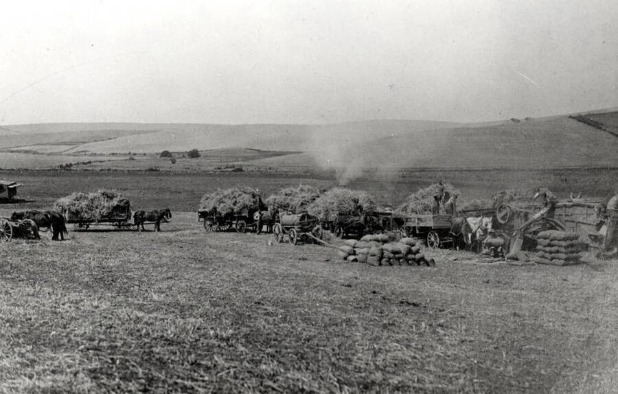 Roy Mudgett outfit threshing peas near Moscow in the 1920s. This picture verified by Tracy Mudgett, Roy's son.