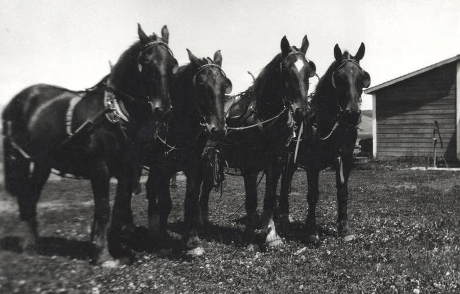 The Big Four, farm horses of Clifford M. Ott, on the Frank White farm, now East Gate 1976, between White Avenue and Sixth Street and west of Mountain View Road to Blaine Street. Picture taken 1920.