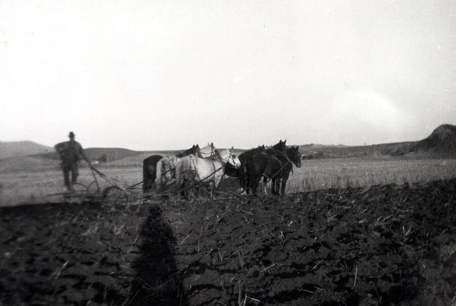 Clifford M. Ott plowing with six horses on the Skattaboe farm about 1924. Field was north of the Northern Pacific Railroad and west of the Moscow Cemetery.