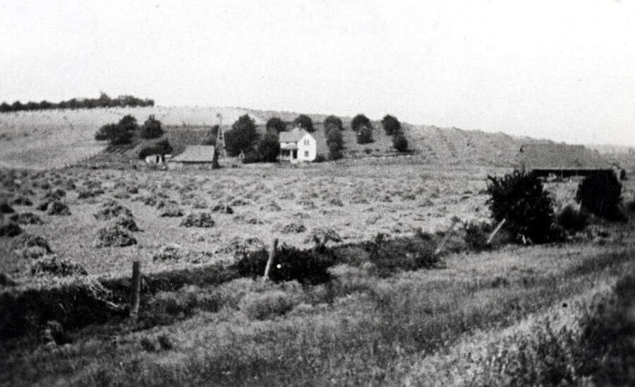 Looking west at the Skattaboe farm in 1925 when farmed by Clifford M. Ott. Peas in the foreground and hill northwest of house and wheat southwest of house. Barn at right burned after 1926. Picture by Clifford M. Ott from Northern Pacific Railroad.