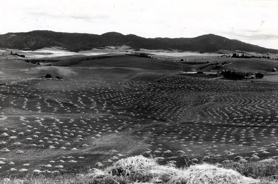 Looking northeast across hayfield about one-and-one-half miles northwest of Moscow. Latah County Farm shows in the valley at right and the Spokane Inland Electric Railroad beyond. Buildings above Latah County Farm would be the Art Heick farm as of 1976. Good view of the Moscow Mountains on skyline. Hodgins photo by C.D. [Charles Dimond].