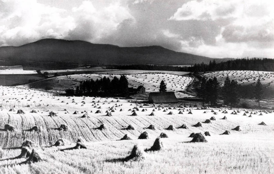 Looking northeast towards the east end of the Moscow Mountains at a field of shocked grain in the 1930s. Hodgins photo by Dimond.