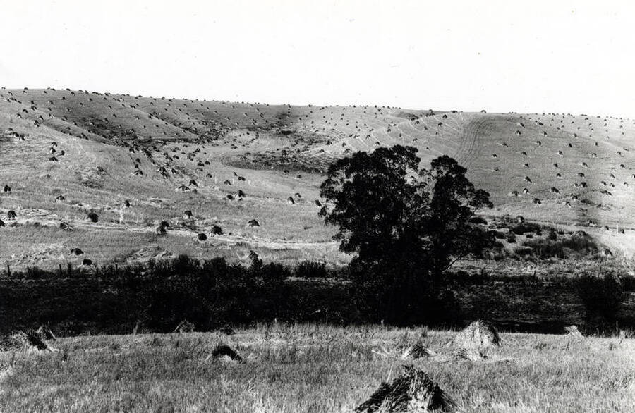 Artistic field of shocked wheat on the Reuben ranch near Genesee in the 1940s. Field contained about 1,000 acres. Picture by Hodgins, Charles Dimond, photographer.
