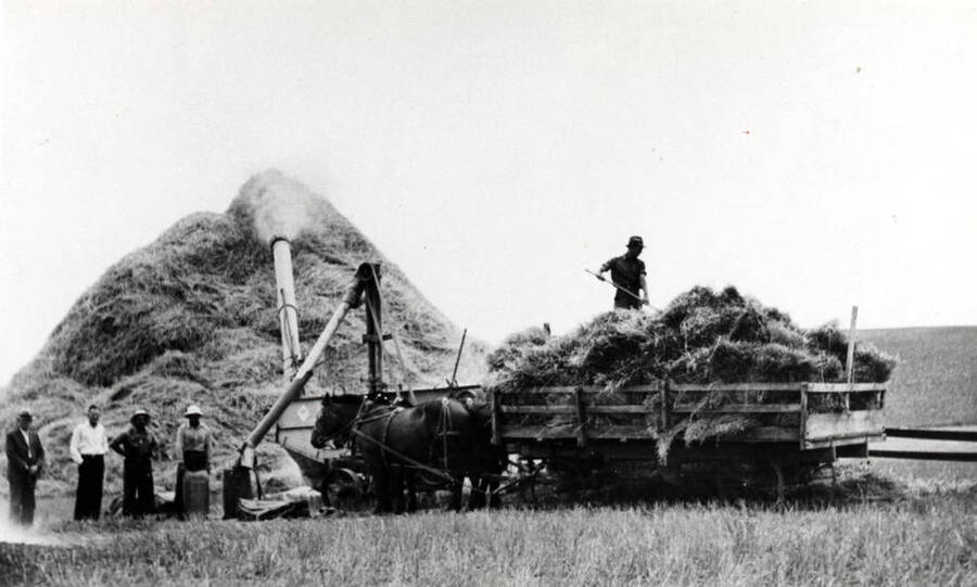 Washburn-Wilson Seed Company threshing outfit on the Summerfield (Suddreth) farm threshing bundled wheat. Frank Kennard and Clifford Ott of Washburn-Wilson Seed Company bought the above team of horses at Tekoa, Washington, and Ott rode one and led the other home about 1929.