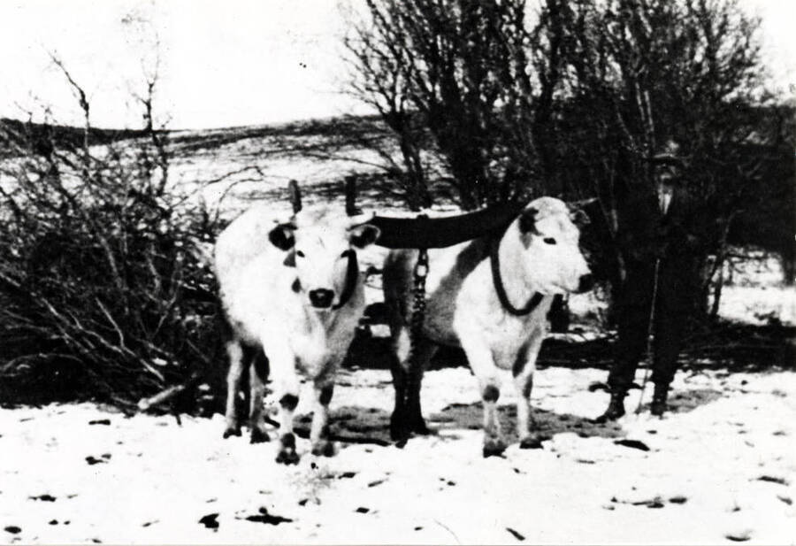 William Clyde and his team of oxen in the early 1900s. Mr. Clyde was the father of Willy and Earl [Clyde].