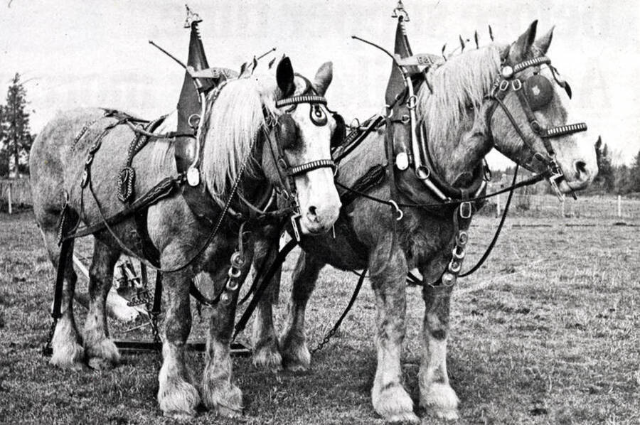 Team of matched horses with fancy harness hitched to a walking plow called a foot burner in pioneer days. Picture copied from a color photo from Floyd Trail.