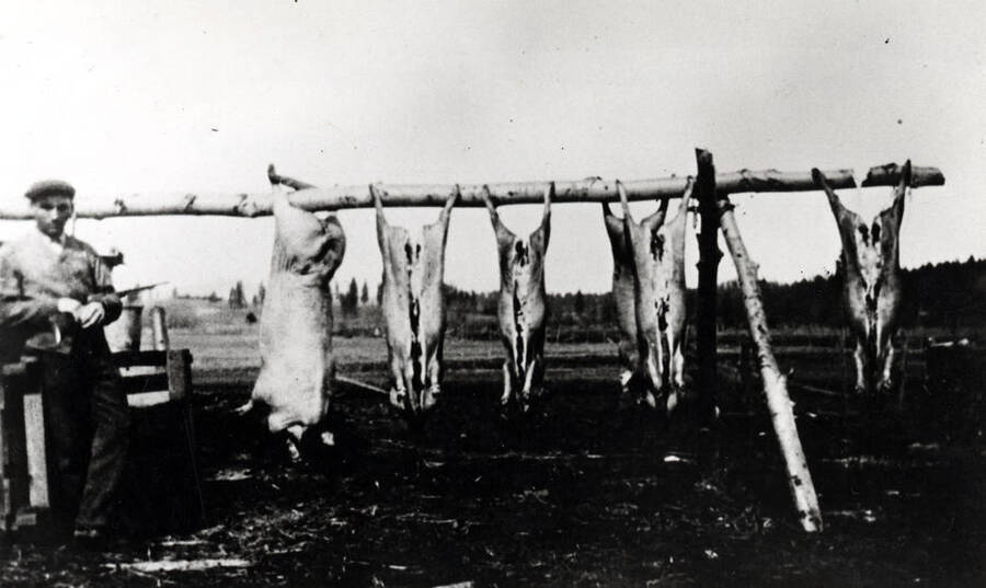 Butchering day in the Freeze area northwest of Potlatch about 1920. Fritz Leistner doing the butchering.