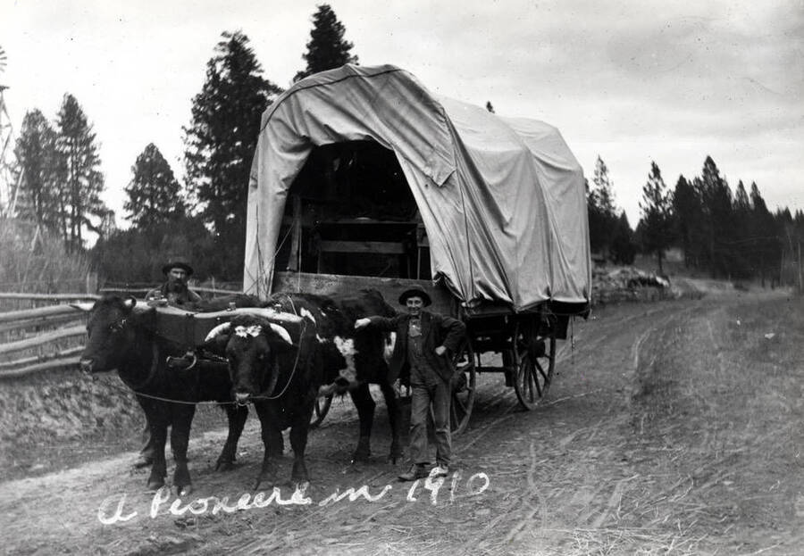 Two oxen pulling a covered wagon in 1910. No identification.