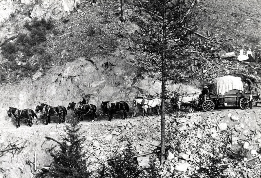 Freighting the first transformer to Long Lake, May 11, 1911. Twelve horses pulling heavy freight wagon.