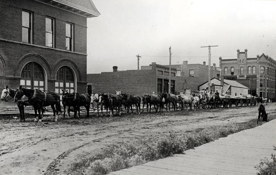 Twenty horses pulling three wagons used to haul wool to Livingston, Montana about 1903. Picture from the Castle Museum at Juliaetta. Picture was identified in 1980 as taken in Livingston. Curator at Juliaetta in 1973 did not know the location.