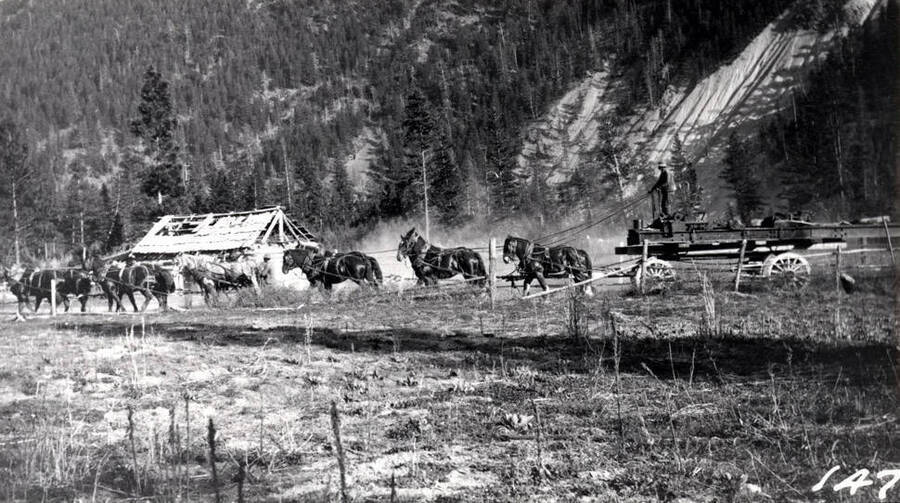Twelve horses pulling wagon loaded with heavy metal beams. No identification.